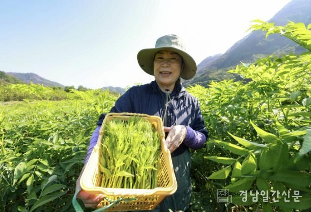 산청 해오름약초 김선희 대표 여름 두릅 채취