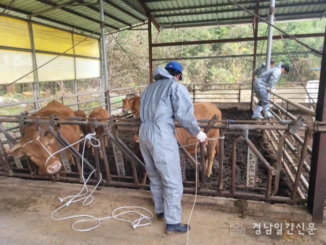 구제역 접종.