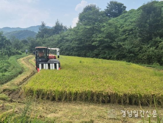 산청군, 올해 첫 벼 수확 차황면 백금택 농가 호우 이겨내고 결실