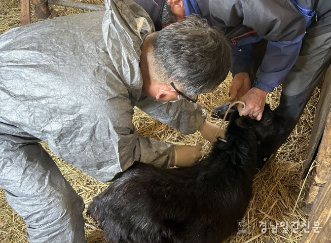 사천시, 하반기 구제역 백신 일제접종 실시