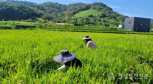 고온다습 속 벼 병해충 철저 관리 당부