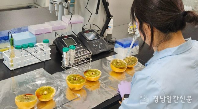 이상기후 폭염 속 과수(단감, 배) 안정 생산에 총력