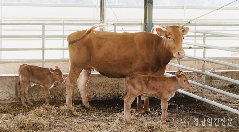 합천한우 번식력·우수성 증명, 쌍둥이 송아지 잇따라 출산