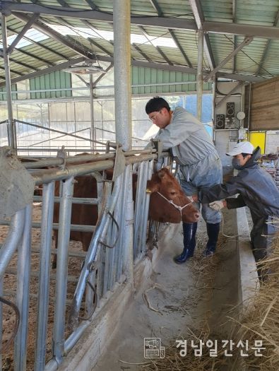 합천군, 하반기 구제역 일제 예방접종 실시