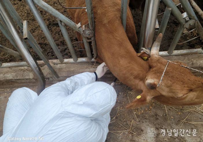 고성군, 하반기 소·염소 구제역 백신 일제 접종