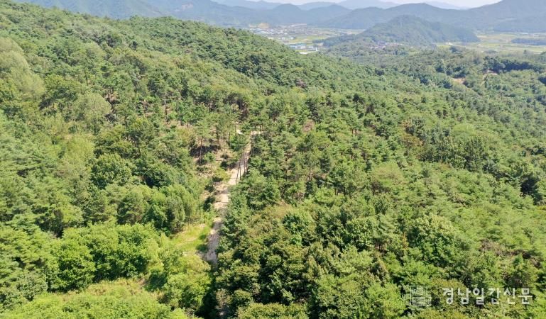 함양군, 산불 예방 숲가꾸기 사업 산불 예방·소득 창출 ‘1석2조’ 효과