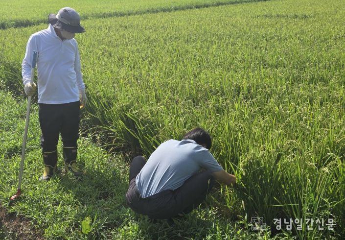 사천시, 생육 후기 ‘벼 병해’ 철저한 방제 당부