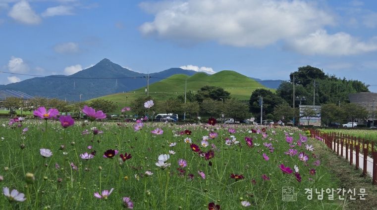 고성기월안뜰 경관농업 가을꽃축제 19일 개막