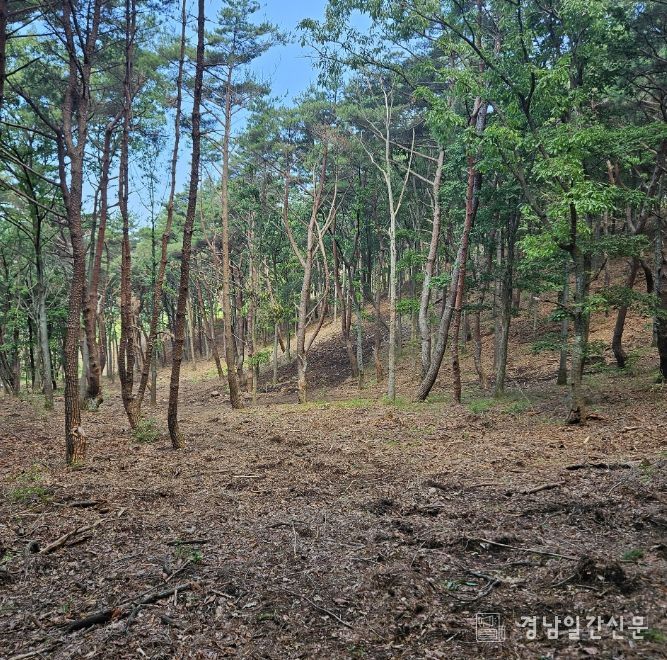 하반기 산불취약지 숲가꾸기