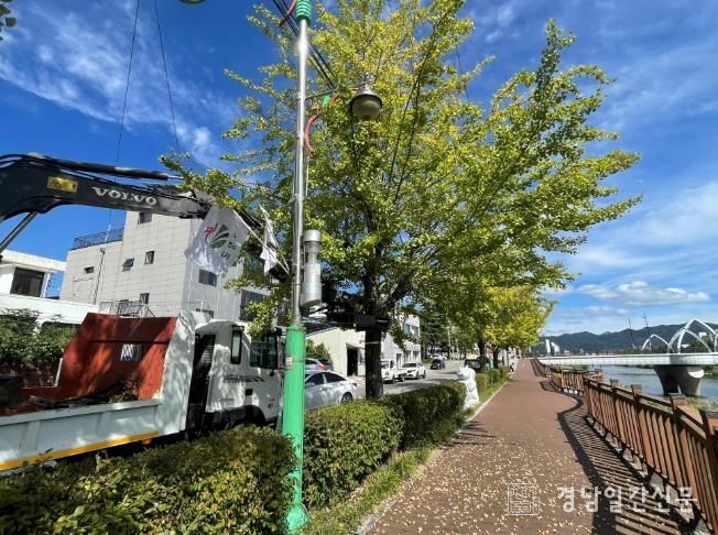 거창군, 은행 열매 조기 수거로 쾌적한 가을거리 조성