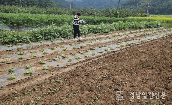 추계작물(무, 배추) 경영체 정보 변경신고제 운영