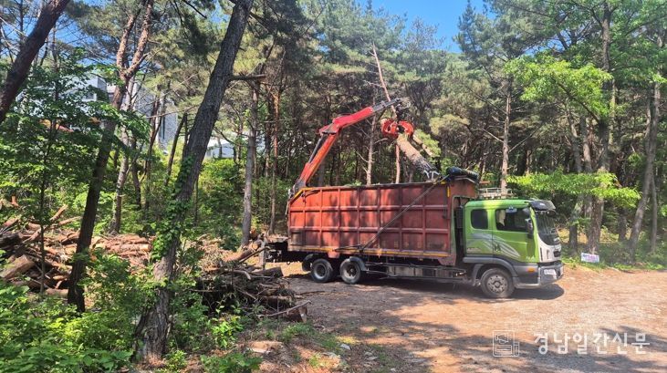양산시, 하반기 소나무재선충병 방제 본격 착수
