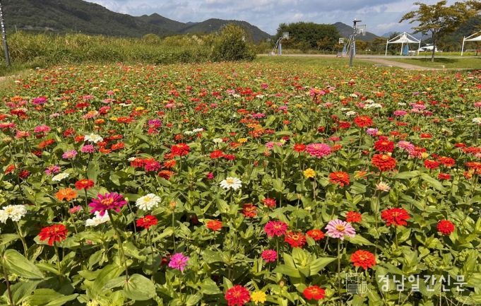 황산공원 알록달록 백일홍단지