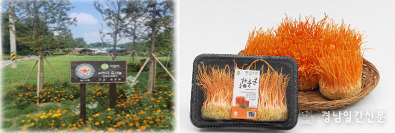 베트남과 글로벌 무대에서 빛나는 씨엔지 동충하초의 힘