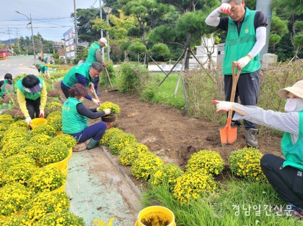 새마을운동 합천군지회, 아름다운 합천가꾸기 가을꽃 식재 실시