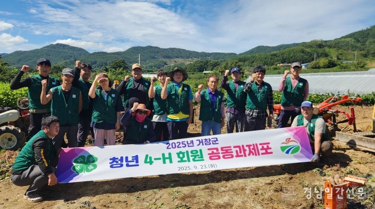거창군 4-H연합회, 공동과제포 고구마 수확