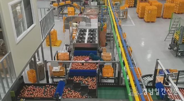 거창군, 추석 맞아 홍로사과 관내 출하량 2,200톤...전년 대비 8% 증가