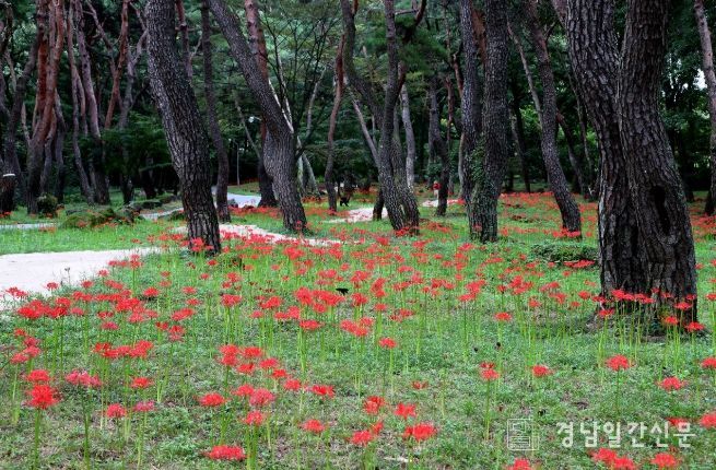 거창군 웅양 동호숲에 활짝 핀 꽃무릇