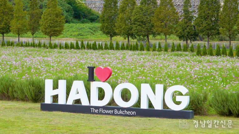 하동 코스모스메밀꽃 사진