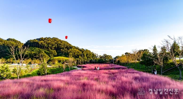 핑크뮬리와 코스모스 만발! 함안 악양생태공원, 가을 낭만에 물들다