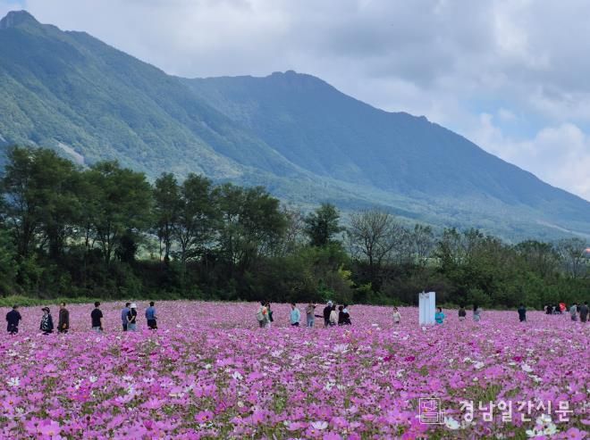 가조 코스모스 꽃단지