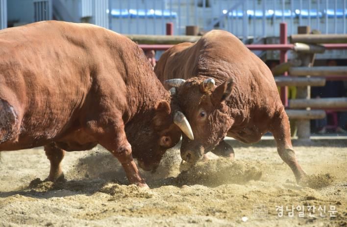 진주시, ‘제129회 진주 전국민속소힘겨루기대회’개최