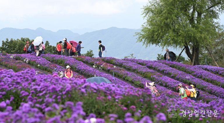 감악산 별바람언덕(아스타국화)