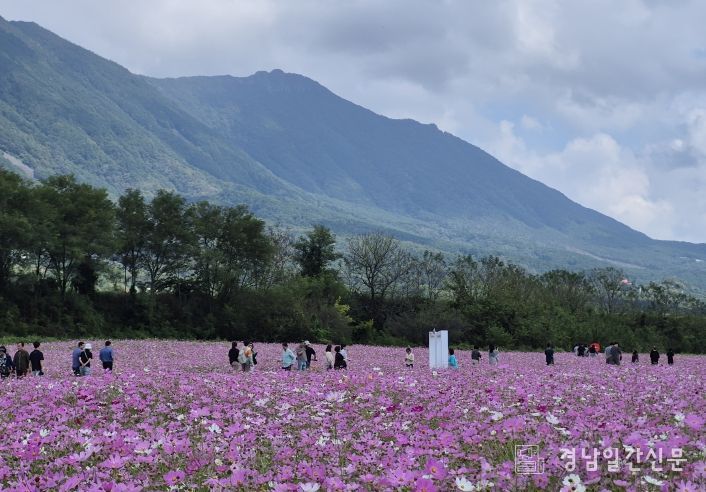 가조 온천꽃단지 코스모스