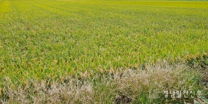 2026년 공공비축미 매입품종 ‘영호진미, 아람’ 선정