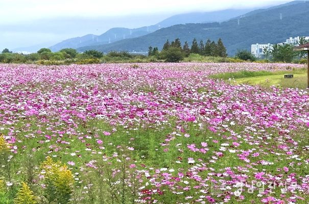 가을바람 따라 출렁이는 분홍빛 향연,