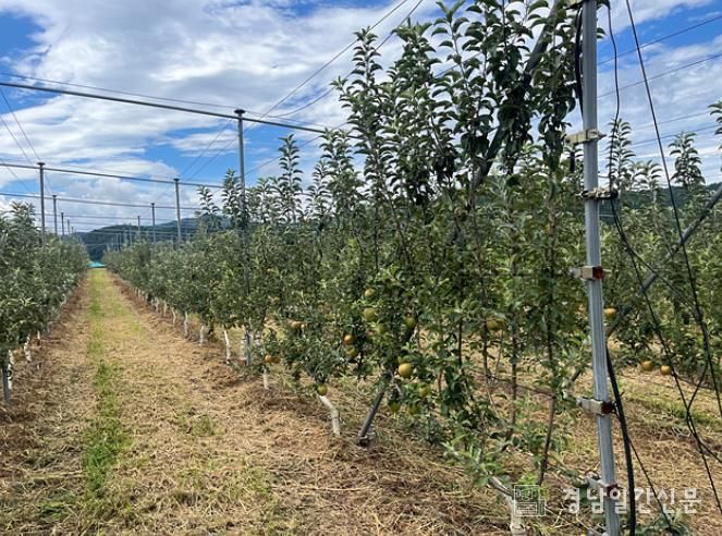 산청군 과수 미래형 다축수형 과원 조성 모습