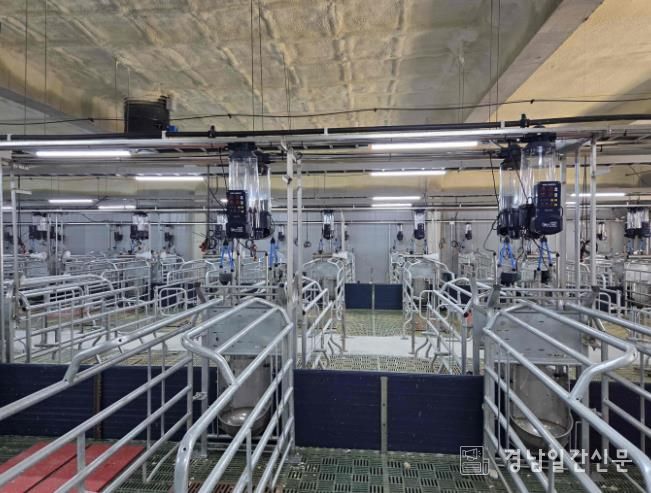 축산(양돈) 농가에 설치된 자동 급여 시스템 설치 전경