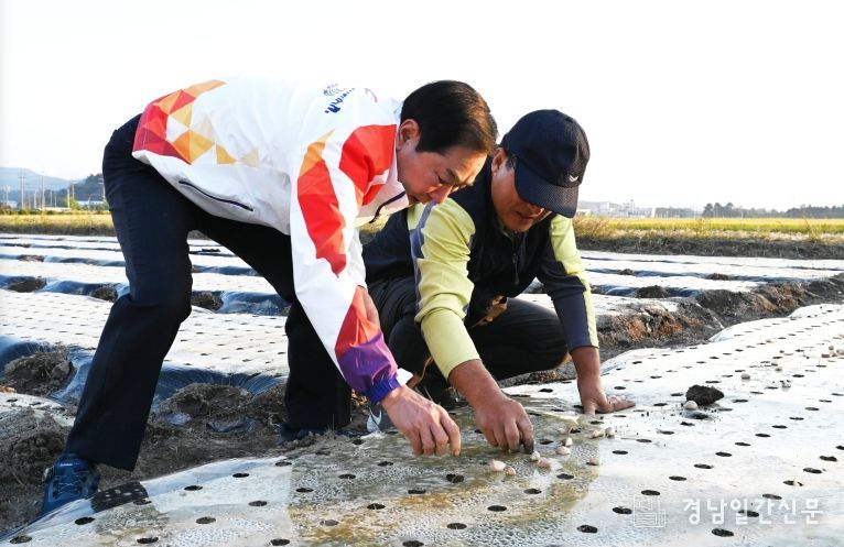 지난해 성낙인 창녕군수가 마늘파종 영농 현장을 방문해 마늘을 심고 있다.