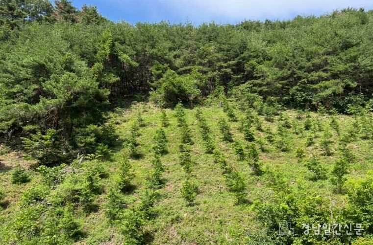 조림 숲가꾸기 사업 현장