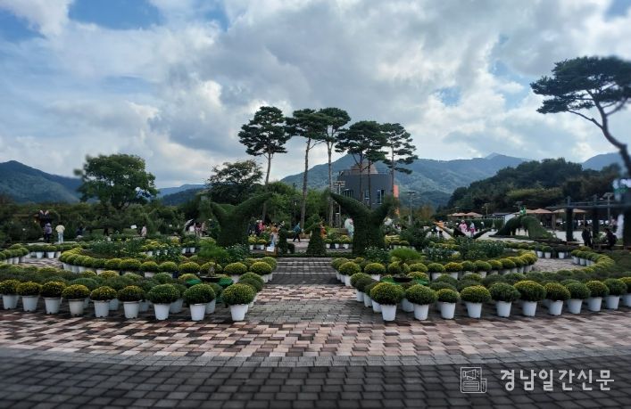 거창창포원 작년 국화사진