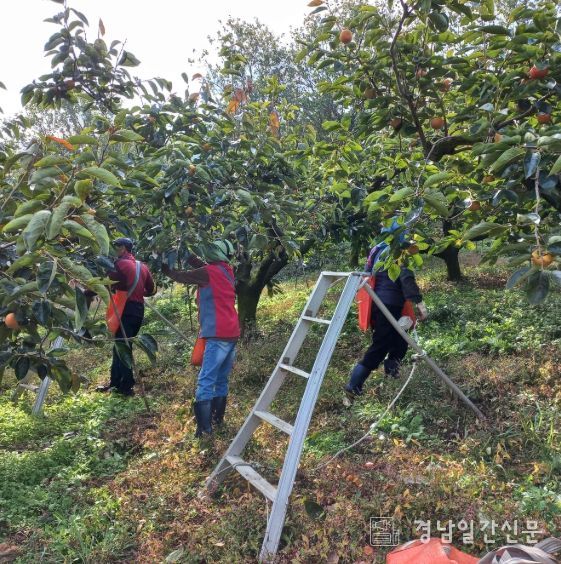 밀양시, 가을철 범시민 농촌일손돕기 본격 전개