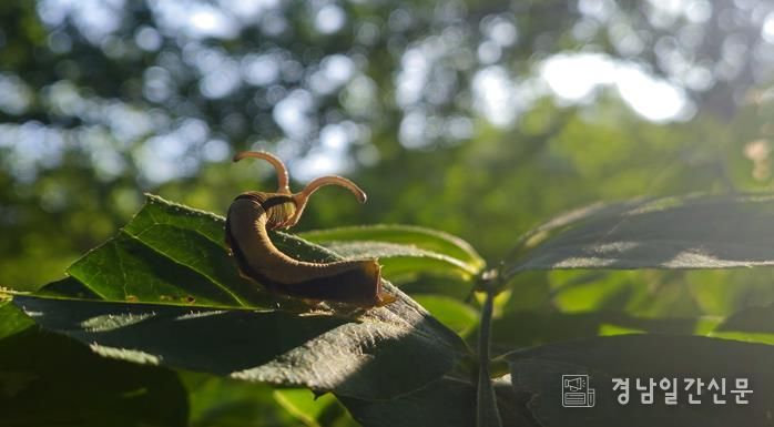제 19회 전국 숲 해설 경연대회 숲 사진 부문 수상작