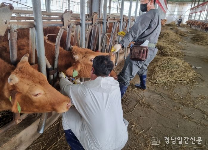 함안군, 송아지 럼피스킨 백신접종 추진(4차)-채혈사진