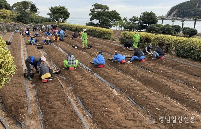거제시, 수선화 3만구 추가 식재로 공곶이에 자연의 아름다움 더해