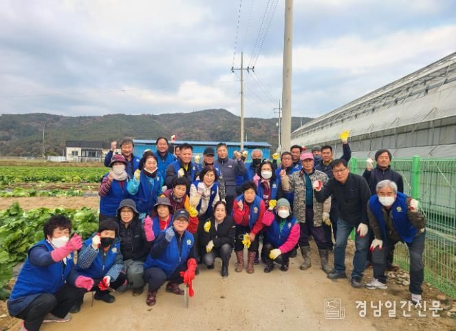 바르게살기운동 합천군협의회, 배추뽑기 봉사활동 실시