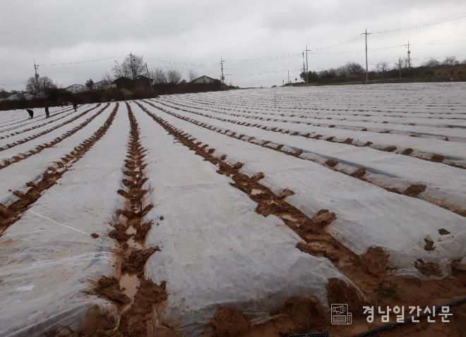 부직포 배부 사진