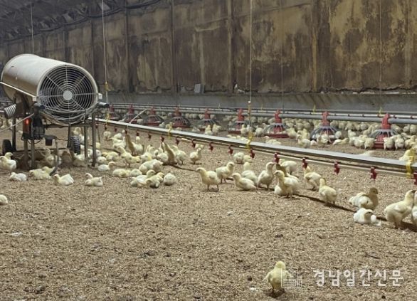 병아리 보온을 위한 열풍기 운영