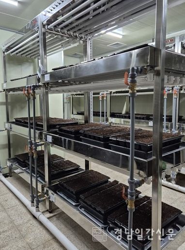 ,‘바이러스에 강한 씨마늘’생산