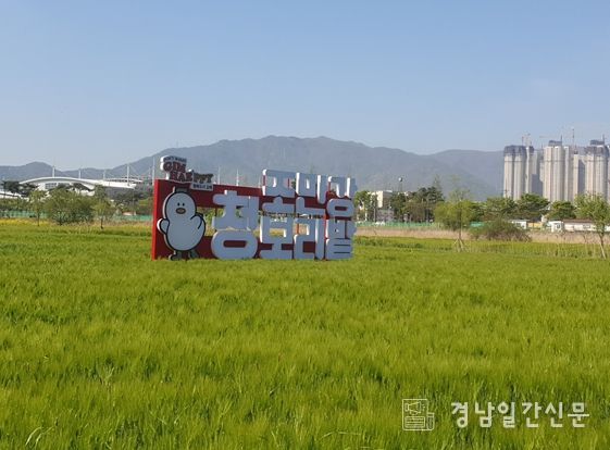 김해시 조만강 허수아비 청보리축제