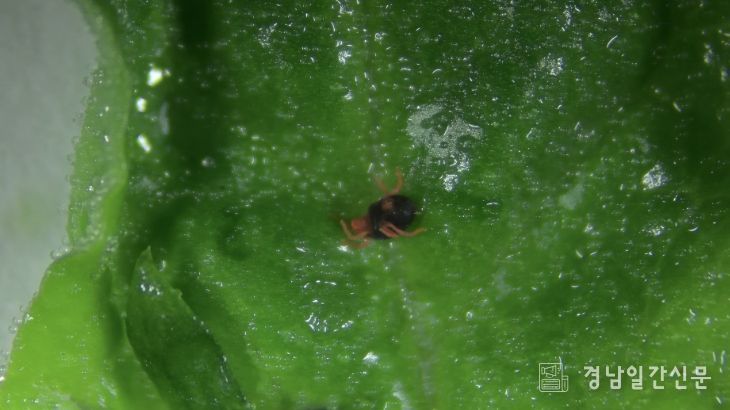시금치 보리응애 정밀 예찰 및 방제 당부