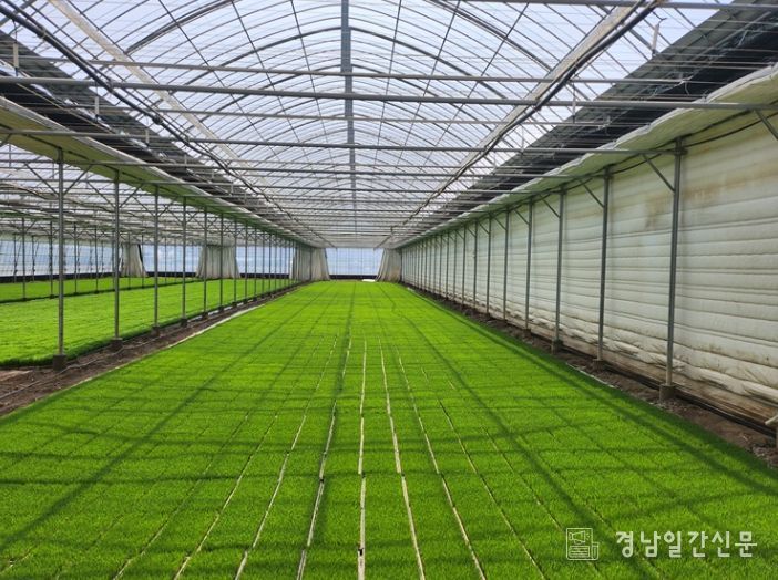 정부 벼 보급종 종자 구입비 일부 지원