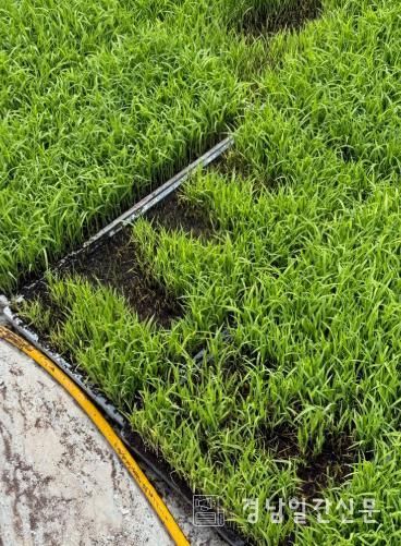 고성군, 자가채종 벼 발아검사 지원