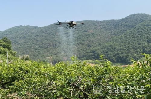 과수원 드론 방제 시운전 모습