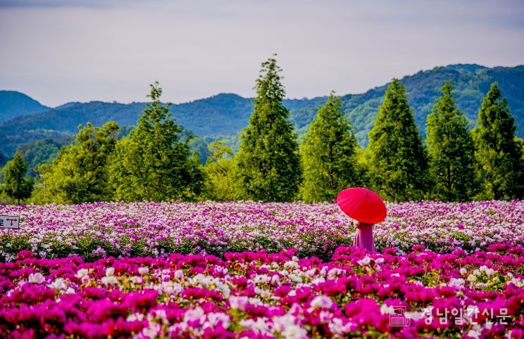 합천군 보도자료(합천군, ‘2026 지역사랑 휴가지원 시범사업’ 공모 선정) 핫들생태공원(작약재배단지) (5월 초 개화)