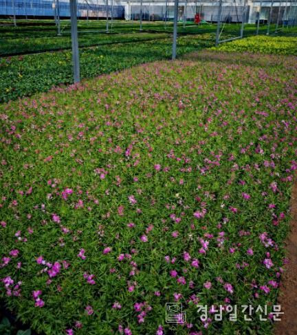 2026년 봄꽃 식재 현황